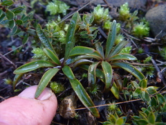 Gentianella stellata