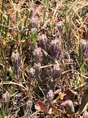 Chloropyron maritimum maritimum