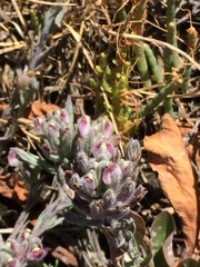 Chloropyron maritimum maritimum