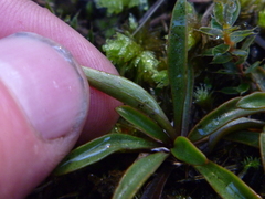 Gentianella stellata