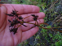 Gentianella stellata