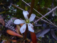 Gentianella stellata