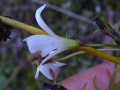 Gentianella stellata