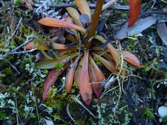 Gentianella stellata