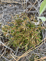 Selaginella wallacei