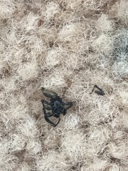 Menemerus bivittatus