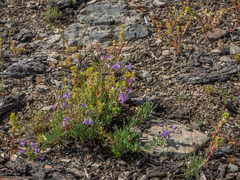 Penstemon fruticosus