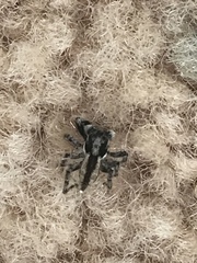 Menemerus bivittatus