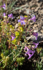 Penstemon fruticosus