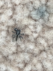 Menemerus bivittatus
