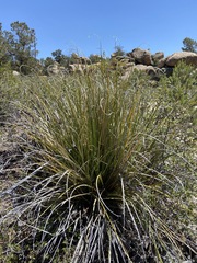 Nolina palmeri