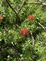 Castilleja miniata oblongifolia