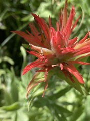 Castilleja miniata oblongifolia