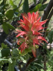 Castilleja miniata oblongifolia