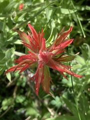 Castilleja miniata oblongifolia