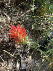 Castilleja miniata oblongifolia