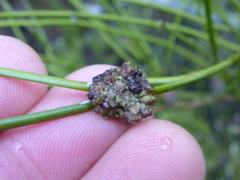 Aceria carmichaeliae