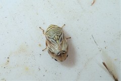 Clastoptera lineatocollis