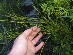 Aceria carmichaeliae