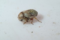 Clastoptera lineatocollis