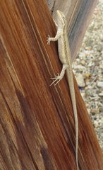 Urosaurus graciosus