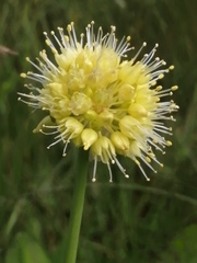 Allium obliquum