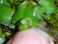 Marchantia foliacea