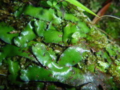 Marchantia foliacea