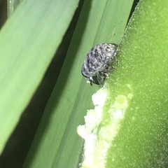 Rhyssomatus lineaticollis