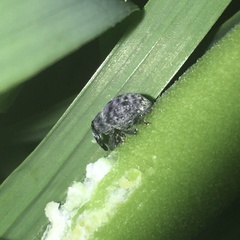 Rhyssomatus lineaticollis