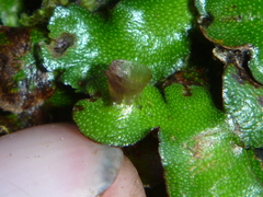 Marchantia foliacea