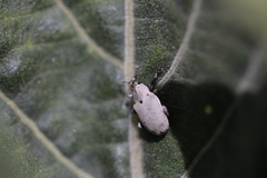 Trichobaris compacta