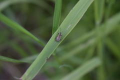 Phyllobius contemptus