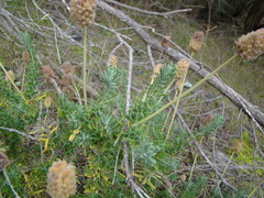 Lavandula