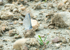 Glaucopsyche lygdamus couperi