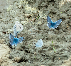 Glaucopsyche lygdamus couperi