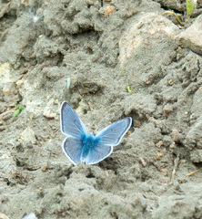 Glaucopsyche lygdamus couperi