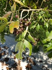 Zanthoxylum arborescens