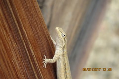 Urosaurus graciosus
