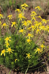 Euryops laxus