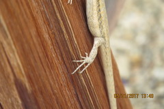 Urosaurus graciosus