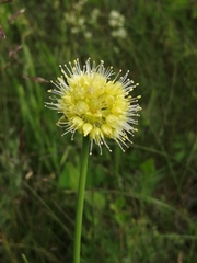 Allium obliquum