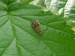 Olethreutes arcuella