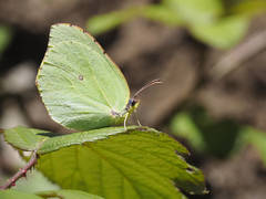 Gonepteryx cleobule