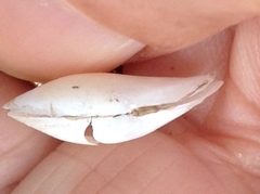 Macoploma tenta