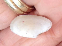 Macoploma tenta
