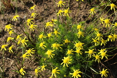 Euryops laxus