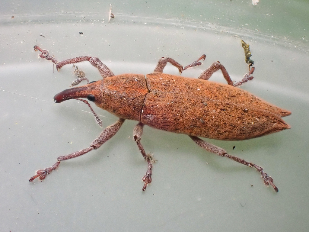 Lixus rubellus
