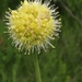 Allium obliquum - Photo (c) Мария Филатова, alguns direitos reservados (CC BY-NC), uploaded by Мария Филатова