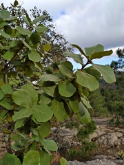 Quercus jonesii